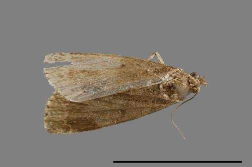 <已分類>Family：Noctuidae[夜蛾科][00010849]