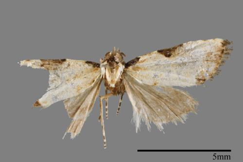 <已分類>Family：Noctuidae[夜蛾科][00008340]