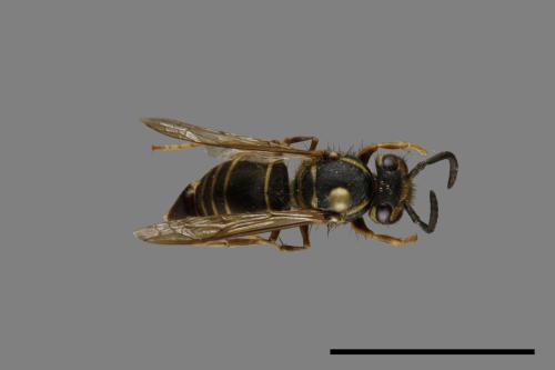 Vespula flaviceps[細黃胡蜂][00073246]