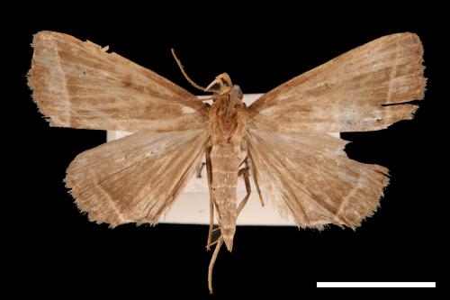 <已分類>Genus：Simplicia[00011454]