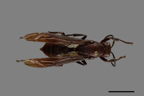 Polistes gigas[巨長腳蜂][00074427]