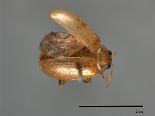 <已分類>Family：Chrysomelidae[金花蟲科][00049663]