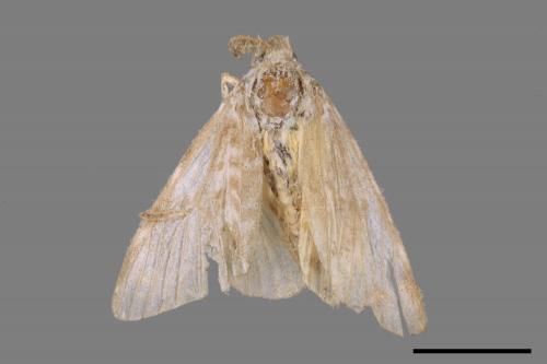 Lymantria mathura subpallida[波斑毒蛾][00058581]