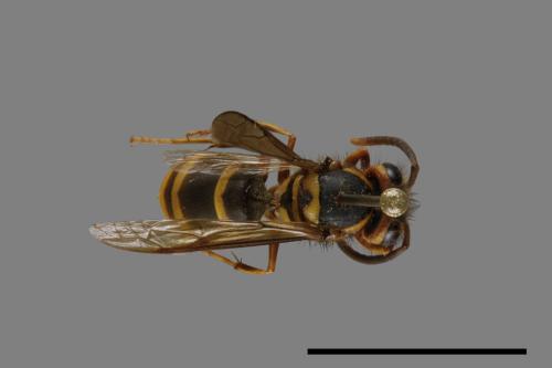 Vespula arisana[阿里山黃胡蜂][00072857]