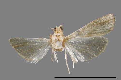 <已分類>Family：Crambidae[草螟科][00021729]