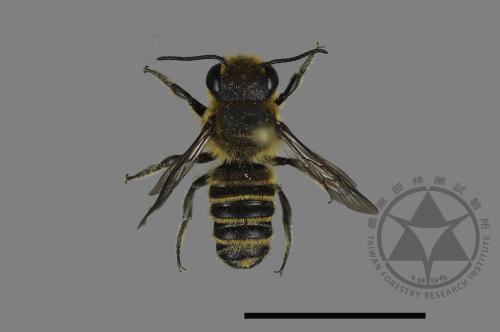 <已分類>Genus：Megachile[切葉蜂屬][00197963]