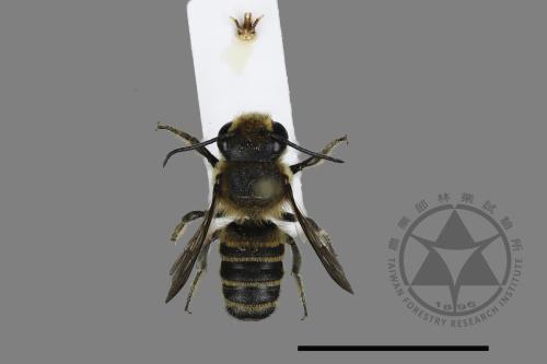 <已分類>Genus：Megachile[切葉蜂屬][00197931]