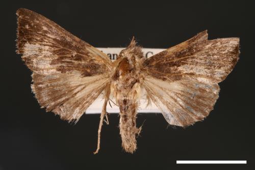 Chrysodeixis heberachis[00003516]