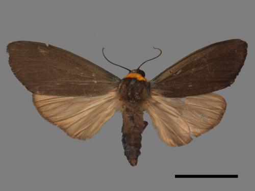 Paraona staudingeri[烏閃苔蛾][00057939]