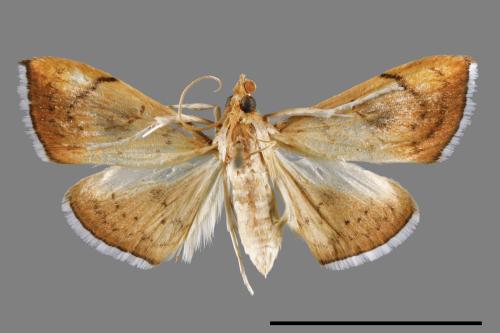 Hyalobathra coenostolalis[00065142]