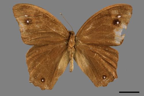 Melanitis leda[樹蔭蝶][00014404]