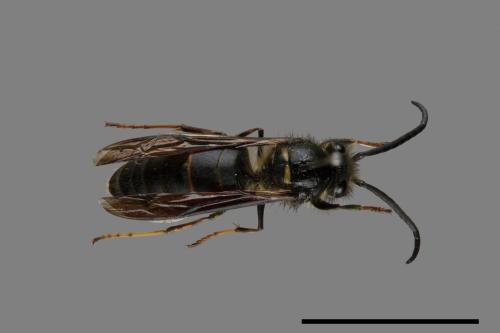 Vespula flaviceps[細黃胡蜂][00072901]