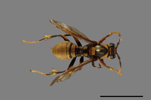 Polistes rothneyi[黃長腳蜂][00073612]