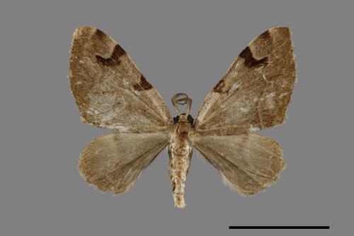 Heterophleps varegata[白線四斑波尺蛾][00071507]