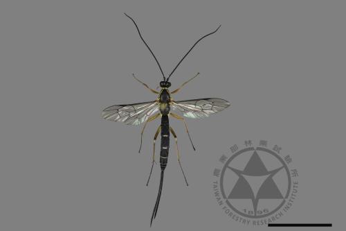 <已分類>Family：Ichneumonidae[姬蜂科][00182741]