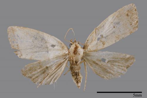 <已分類>Family：Noctuidae[夜蛾科][00008320]
