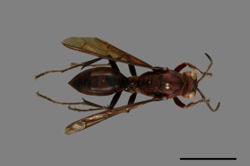 Polistes tenebricosus[赭褐長腳蜂][00090189]