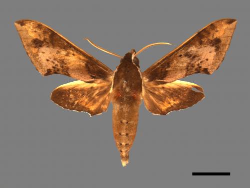 Rhagastis binoculata[雙斑白肩天蛾][00017657]
