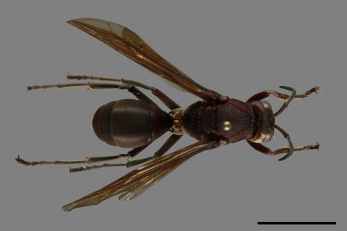 Polistes tenebricosus[赭褐長腳蜂][00117562]