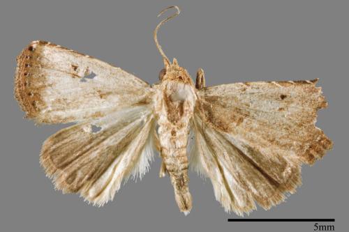 Rivula cognata[00008469]