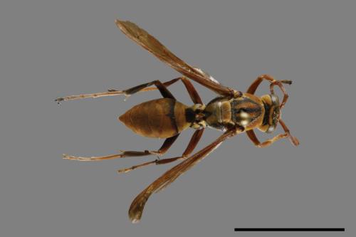 Polistes formosanus[00117573]