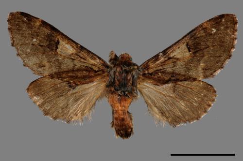 Notodonta griseotincta[黑脈紋舟蛾][00059889]