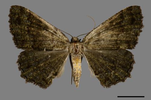 Gnophos caenosa[墨綠絨尺蛾][00092908]