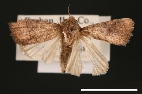 Athetis cognata[00003193]