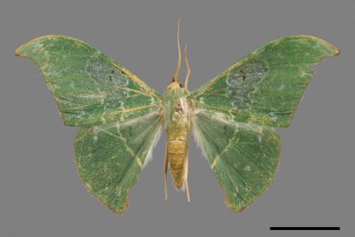 Tanaorhinus viridiluteatus[雙點鐮翅青尺蛾][00055825]