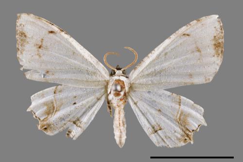 Dysaethria cretacea[粉白雙尾蛾][00012285]
