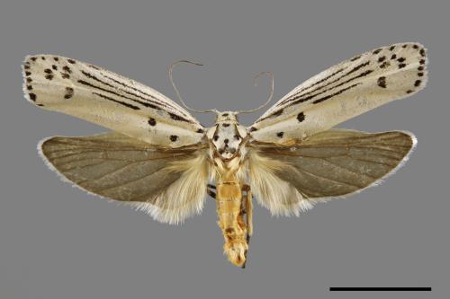 Ethmia lineatonotella[點帶織葉蛾][00061449]