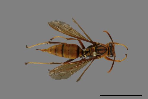 Polistes formosanus[00072591]