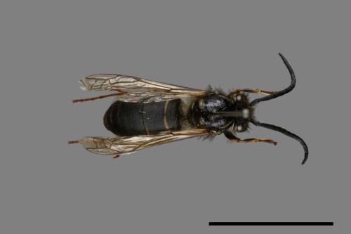 Vespula flaviceps[細黃胡蜂][00072902]