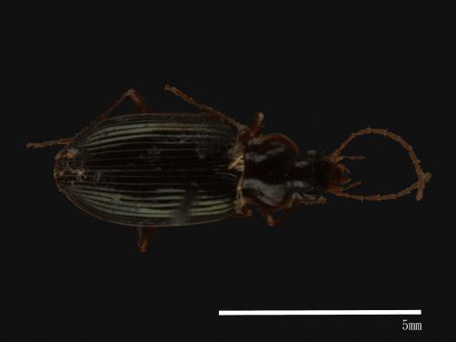 <已分類>Family：Carabidae[步行蟲科][00092675]