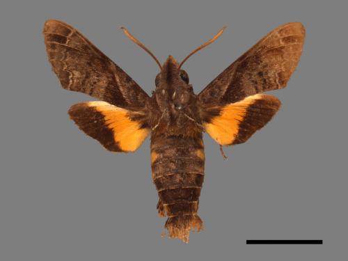 Macroglossum fritzei[佛瑞茲長喙天蛾][00016599]