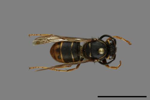 Vespula flaviceps[細黃胡蜂][00073479]