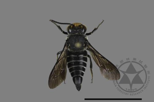 <已分類>Family：Megachilidae[切葉蜂科][00197951]