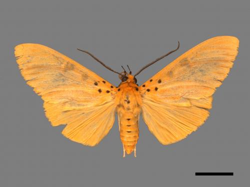 Asota egens indica[橙擬燈夜蛾][00045628]