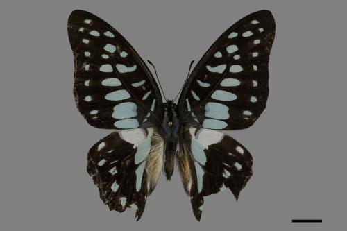 Graphium doson postianus[青斑鳳蝶][00101984]