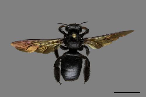 Xylocopa tranquebarorum[銅翼眥木蜂][00074782]