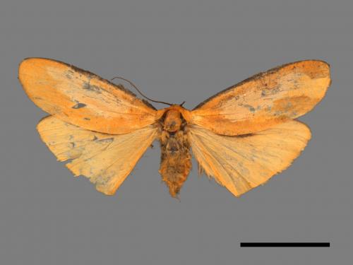 Conilepia nigricosta paiwan[藍緣苔蛾][00051979]