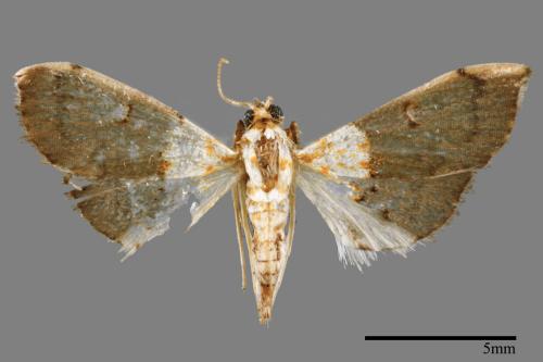 <已分類>Family：Crambidae[草螟科][00052647]