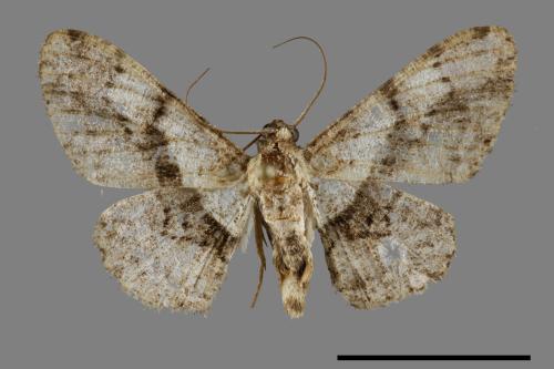 Satoblephara owadai[腹毛墨紋尺蛾][00092011]