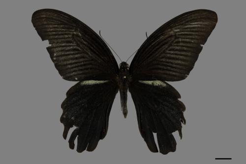 Papilio protenor protenor[黑鳳蝶][00101535]