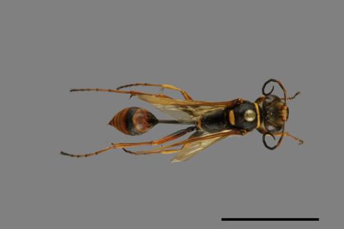 <已分類>Order：Hymenoptera[膜翅目][00072524]
