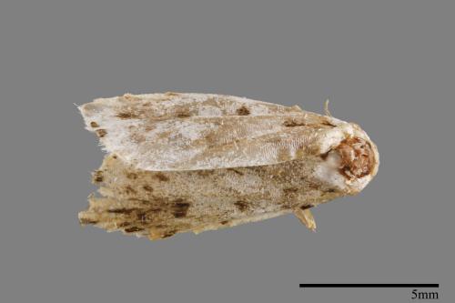 Metaemene atrigutta maculata[麗夜蛾][00009185]