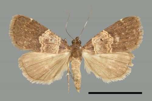 <已分類>Family：Noctuidae[夜蛾科][00010928]