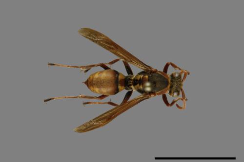 Polistes takasagonus[雙斑長腳蜂][00100963]