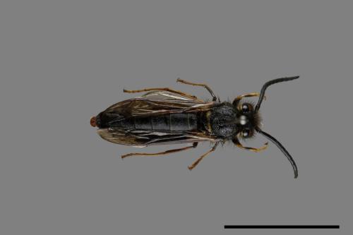 Vespula flaviceps[細黃胡蜂][00073437]
