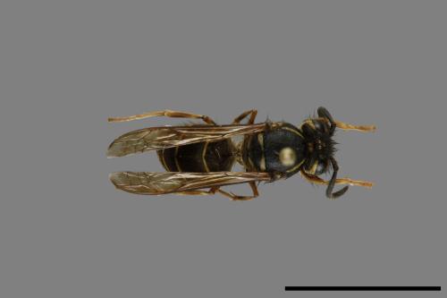 Vespula flaviceps[細黃胡蜂][00072973]